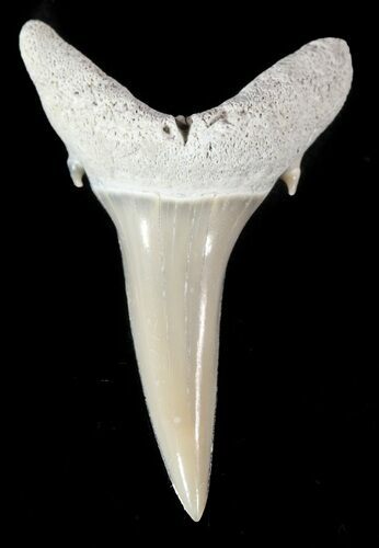 Fossil Sand Shark (Odontaspis) Tooth - Lee Creek, NC #47678